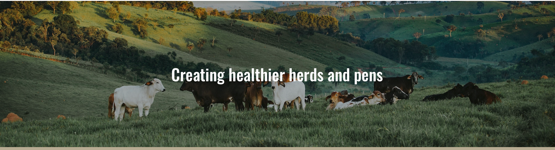 Hero image that says "creating healthier herds and pens"
